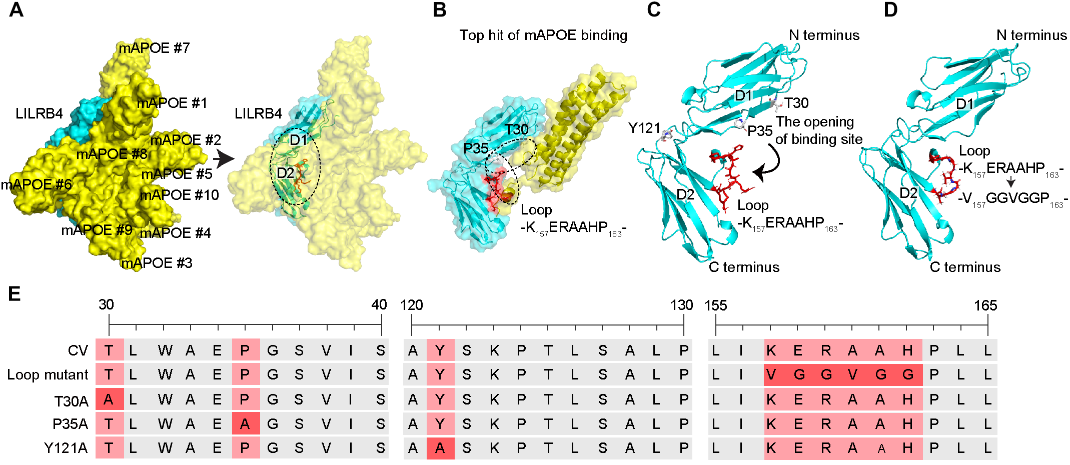 Pathological study of anti-human LILRB4 antibody in a mouse model of Alzheimer's disease